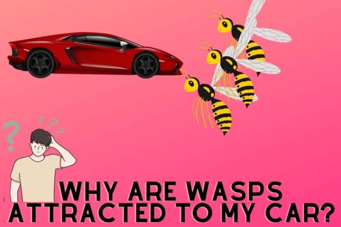 why are wasps attracted to my car